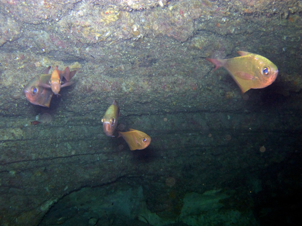 Lessepsian migrants into the Mediterranean Sea from Cyprus